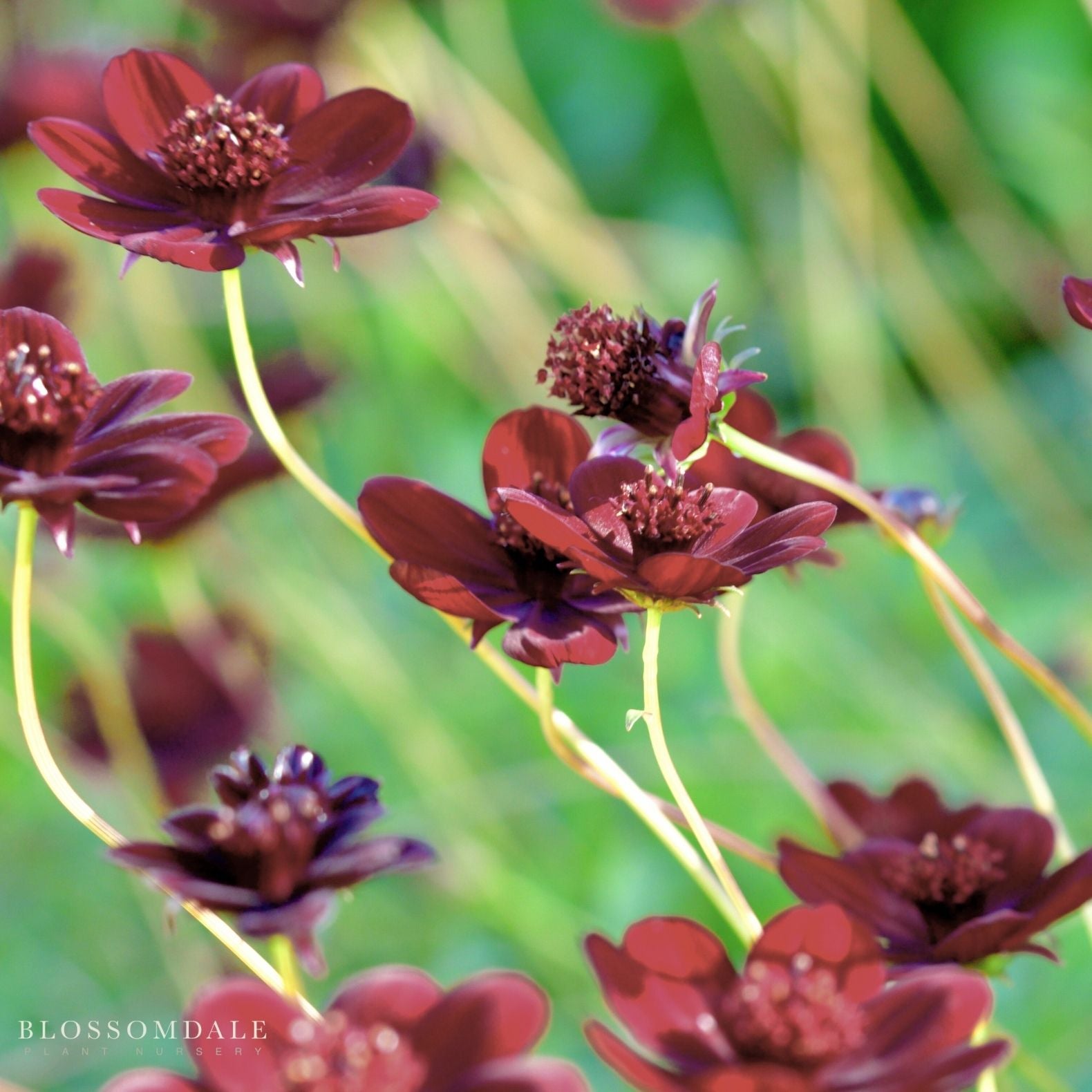Cosmos Chocamoca
