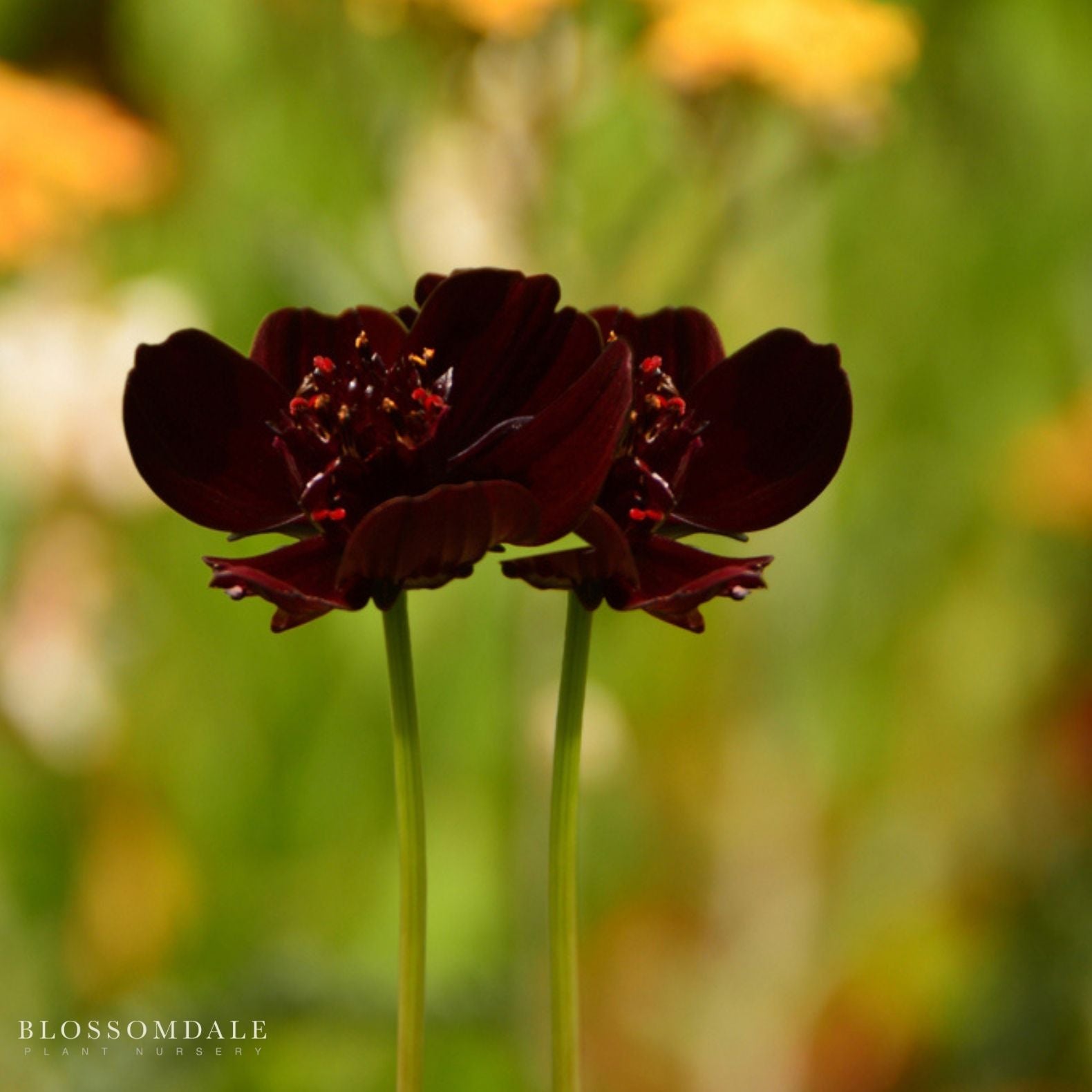 Cosmos Chocamoca