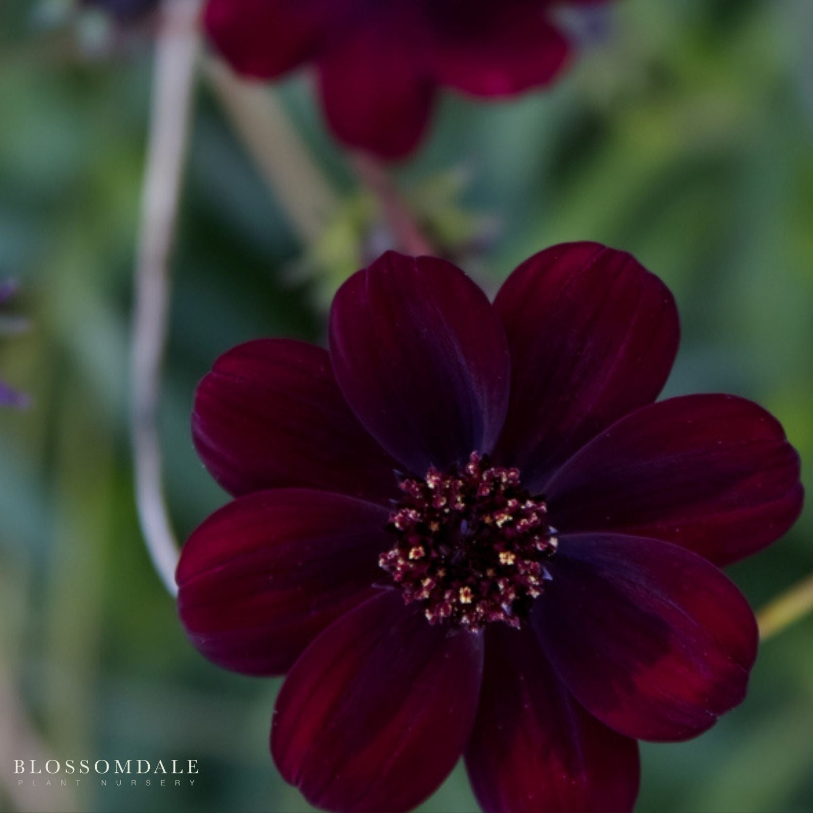 Cosmos Chocamoca