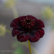 Cosmos Chocamoca