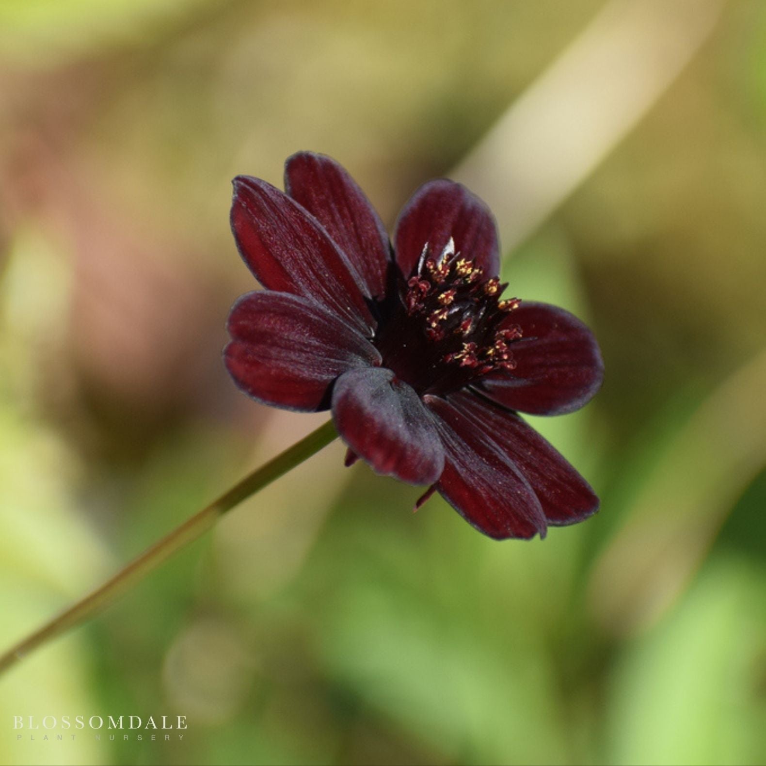 Cosmos Chocamoca