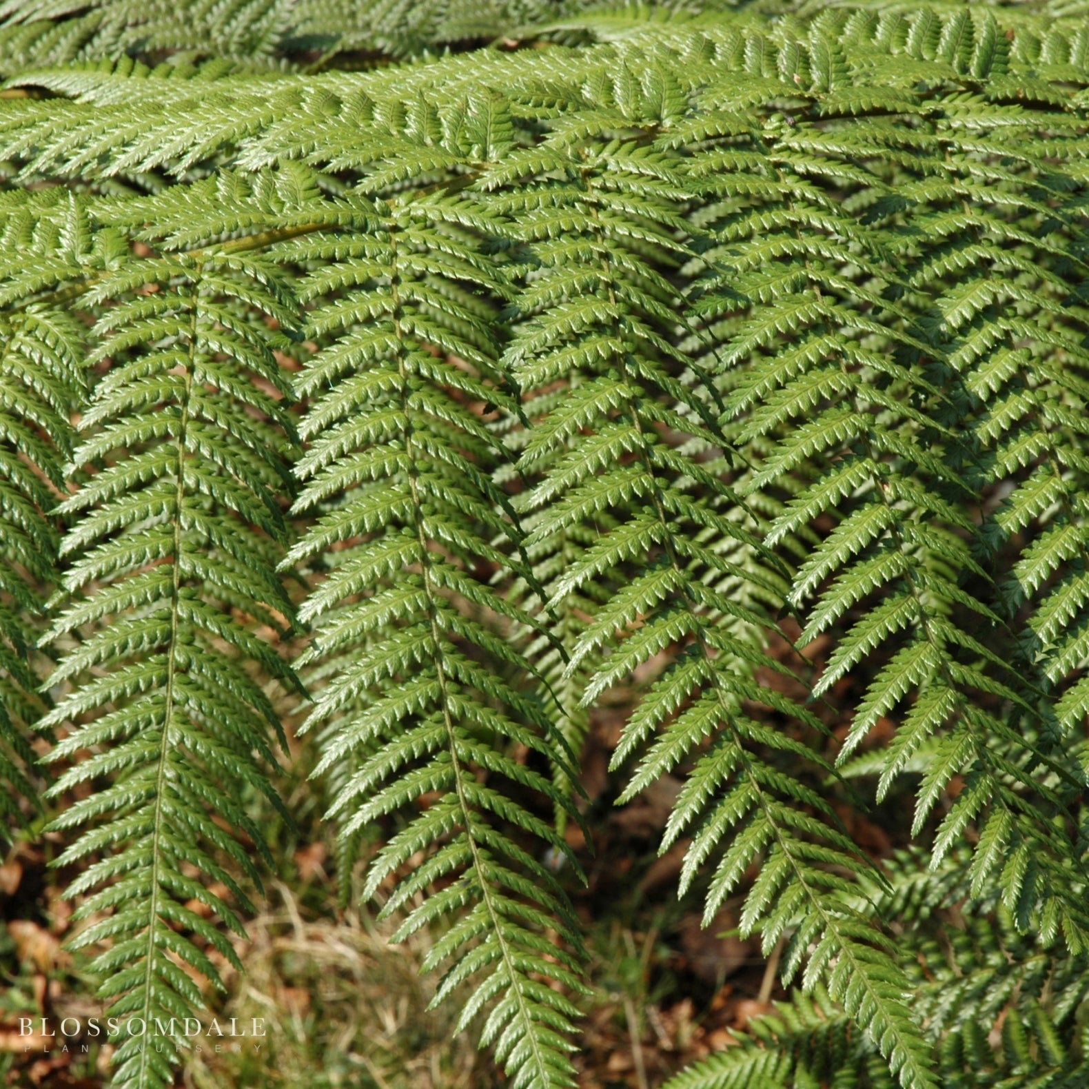 Dicksonia antarctica Fern