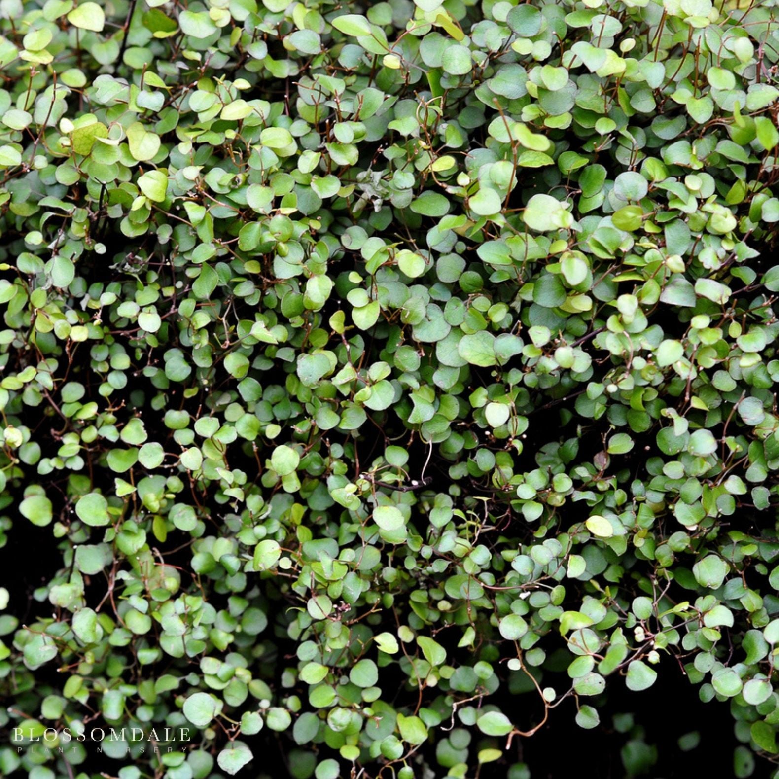 ‘Big Leaf’ Wire Vine