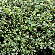 ‘Big Leaf’ Wire Vine