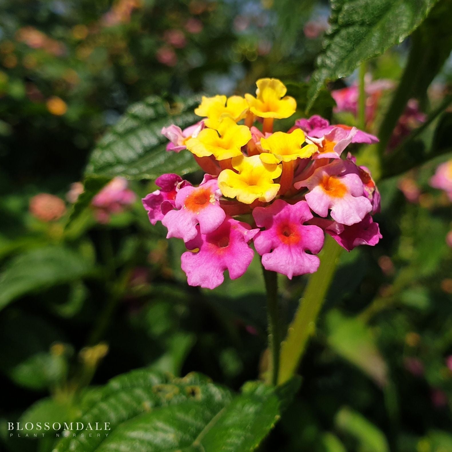 Bandana Pink 'Confetti' Lantana