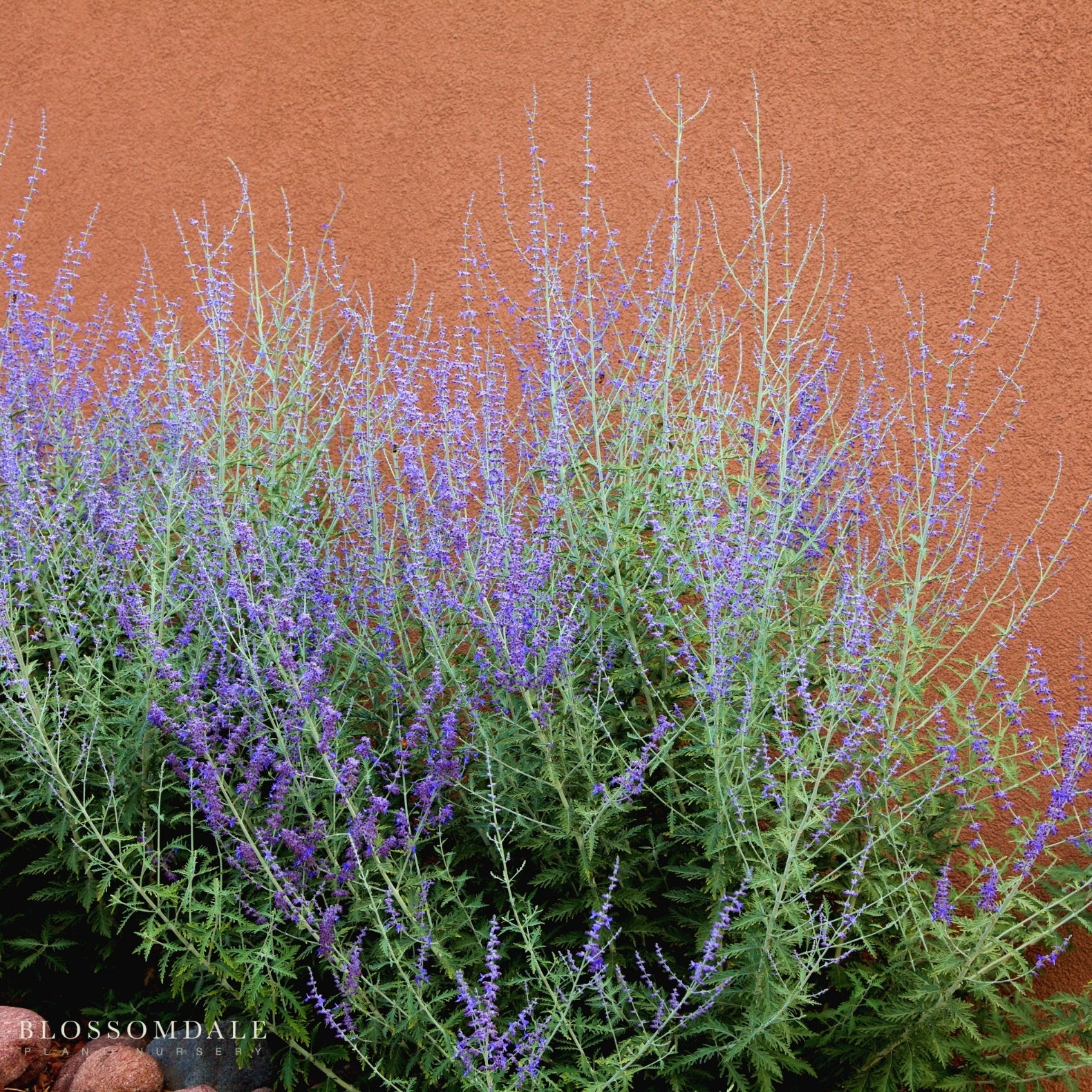 Perovskia Russian Sage