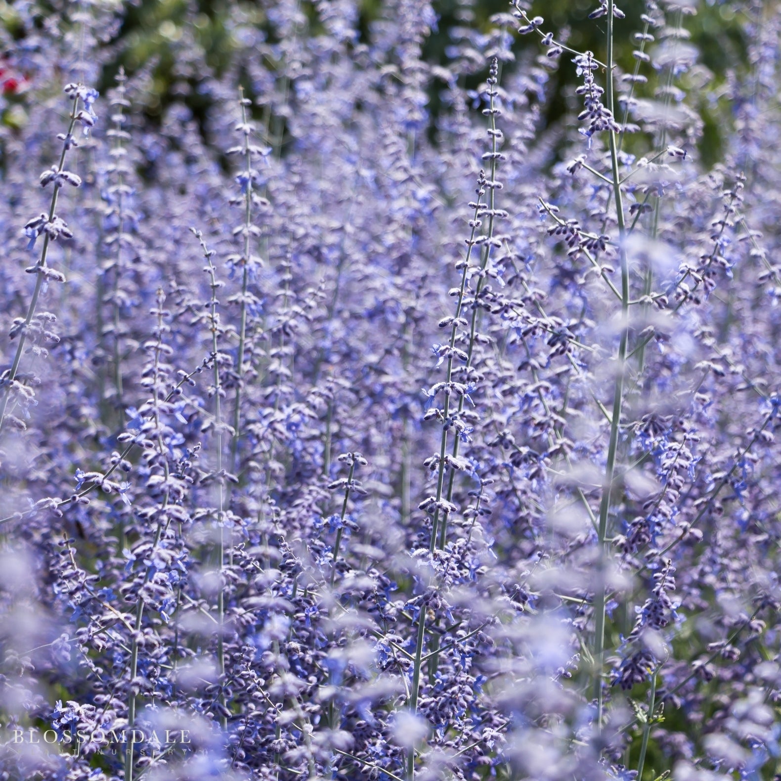 Perovskia Russian Sage