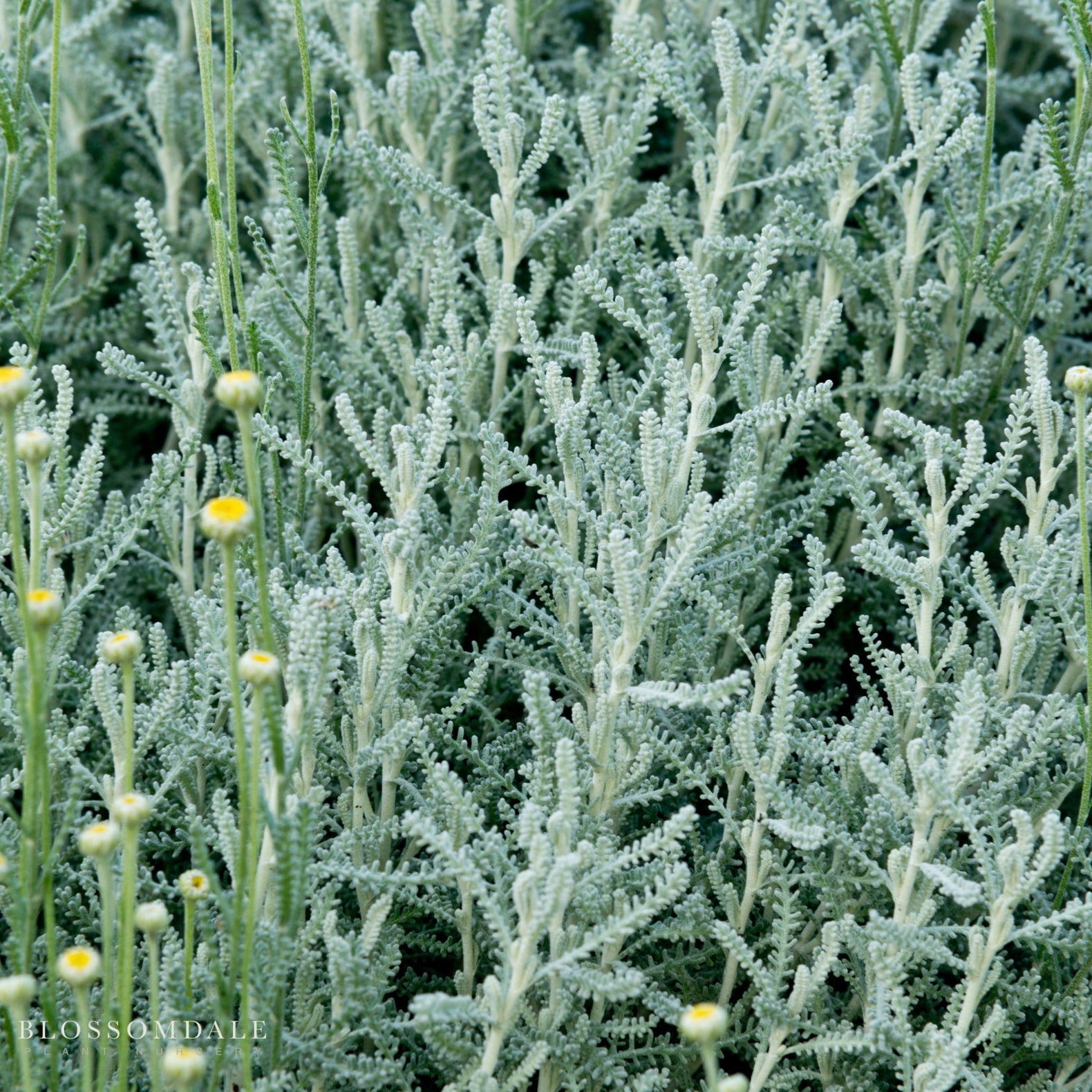Lavender Cotton
