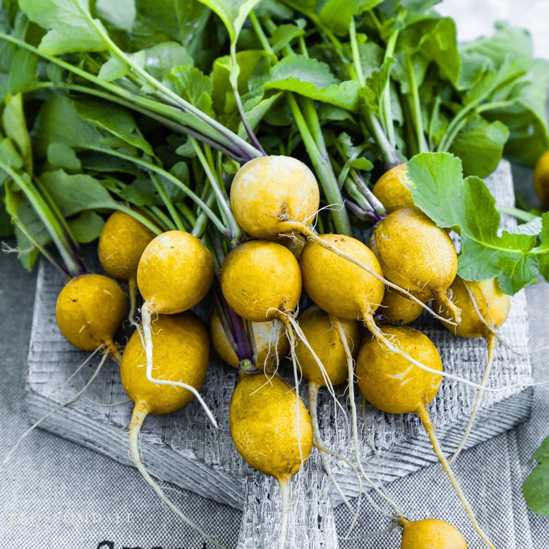 Golden Helios Radish Seeds