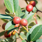 Coffeeberry