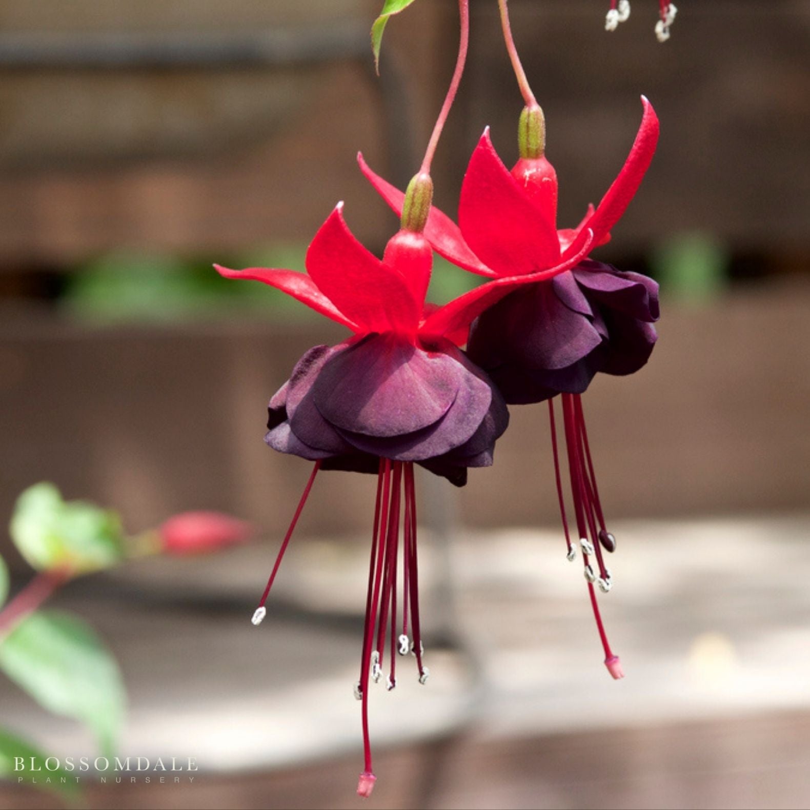 Fuchsia 'Blackie'
