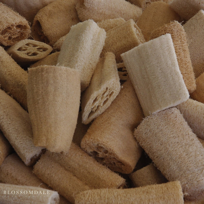 Luffa Sponge Gourd Seeds