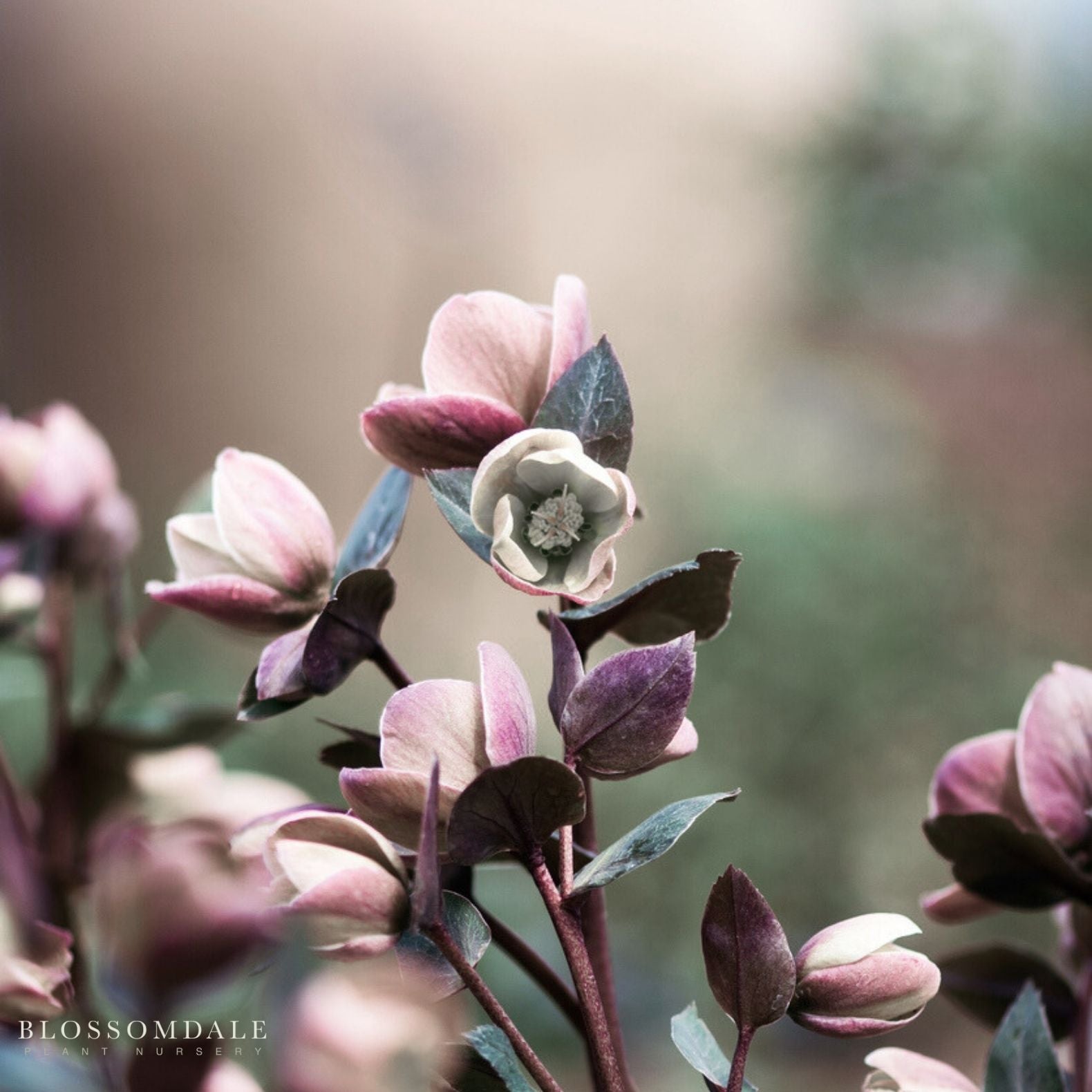 Lenten Rose