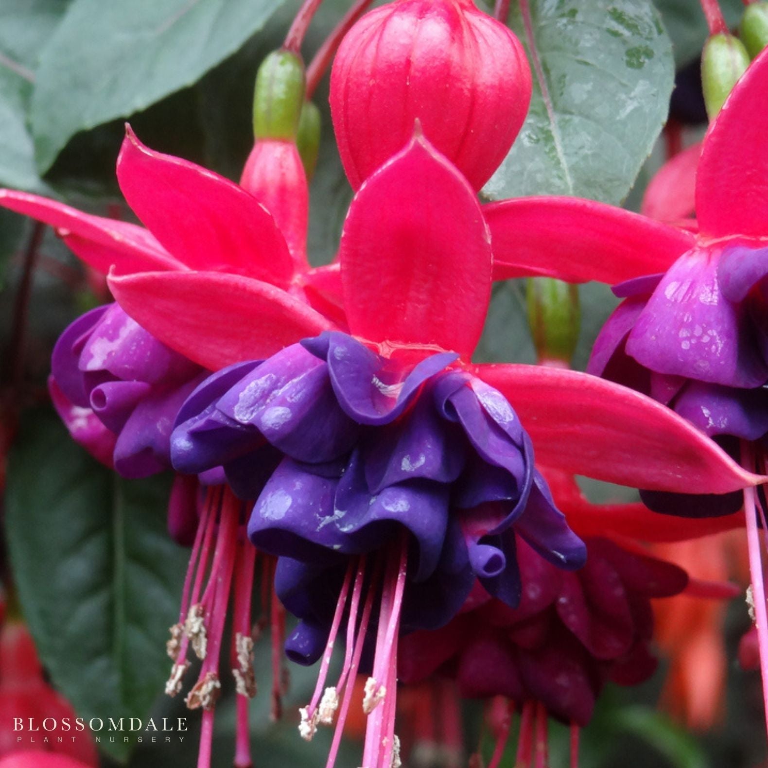 Fuchsia 'Blackie'