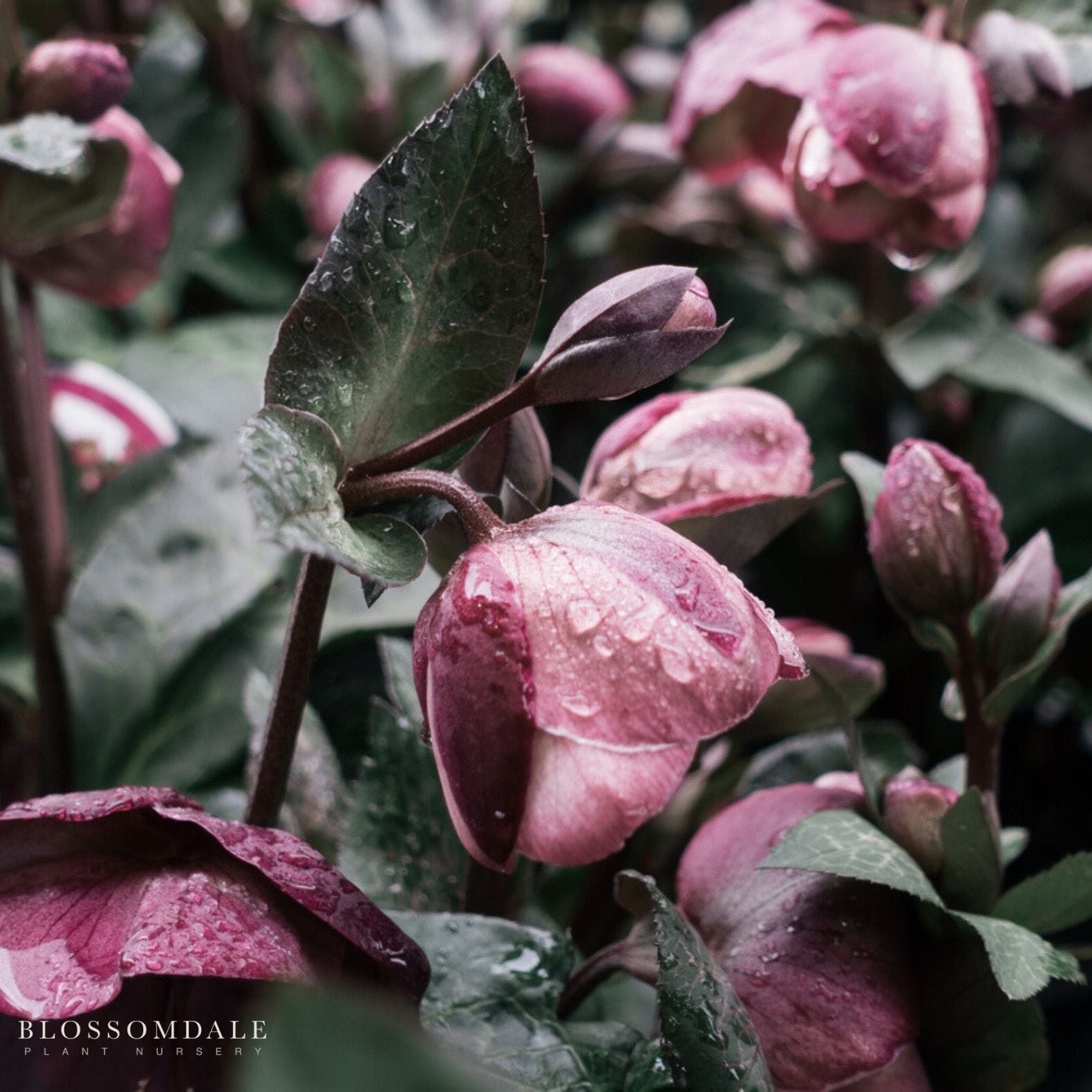 Lenten Rose