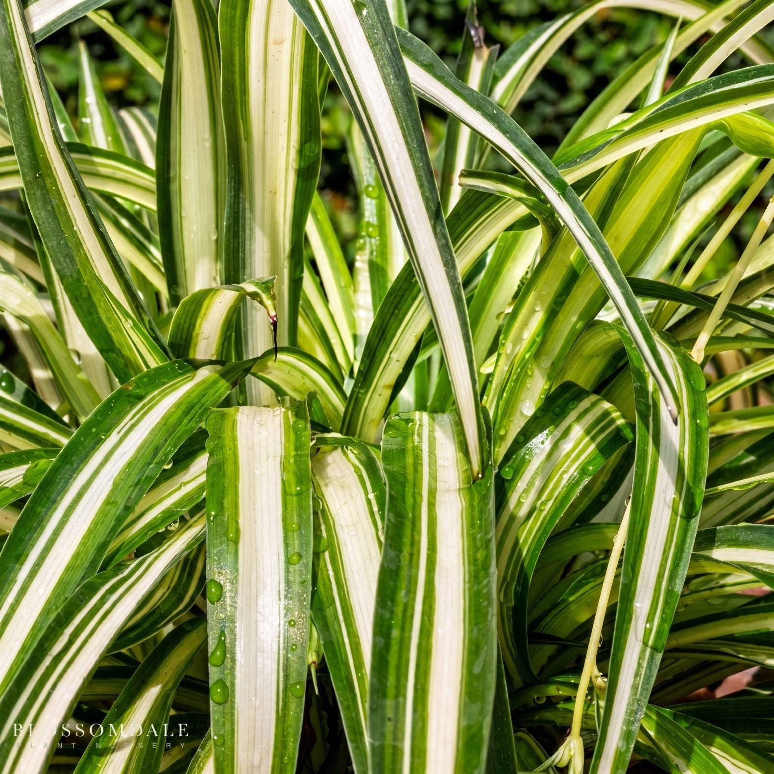 Variegated Spider Plant