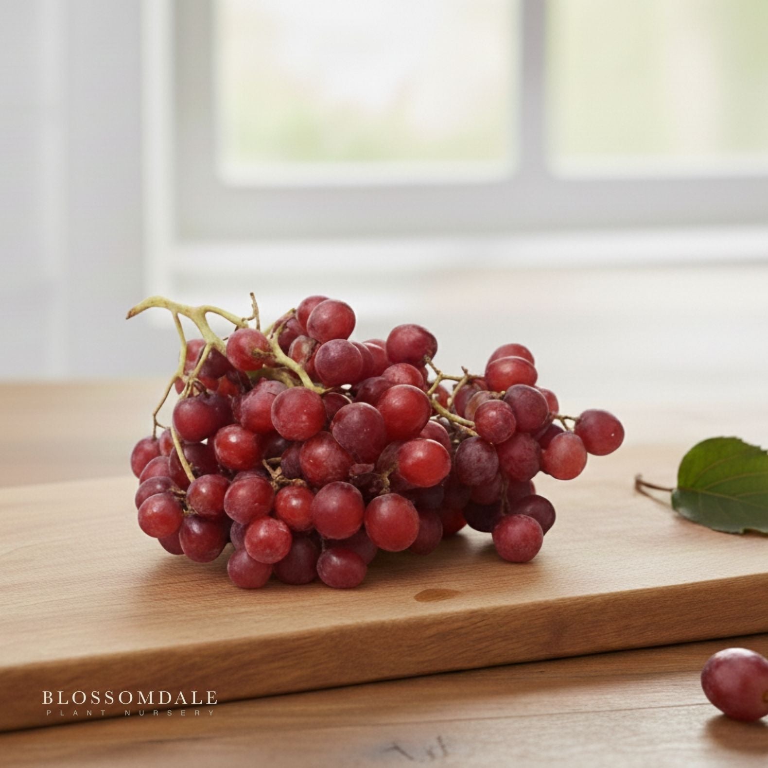 Crimson Seedless Table Grape Vine