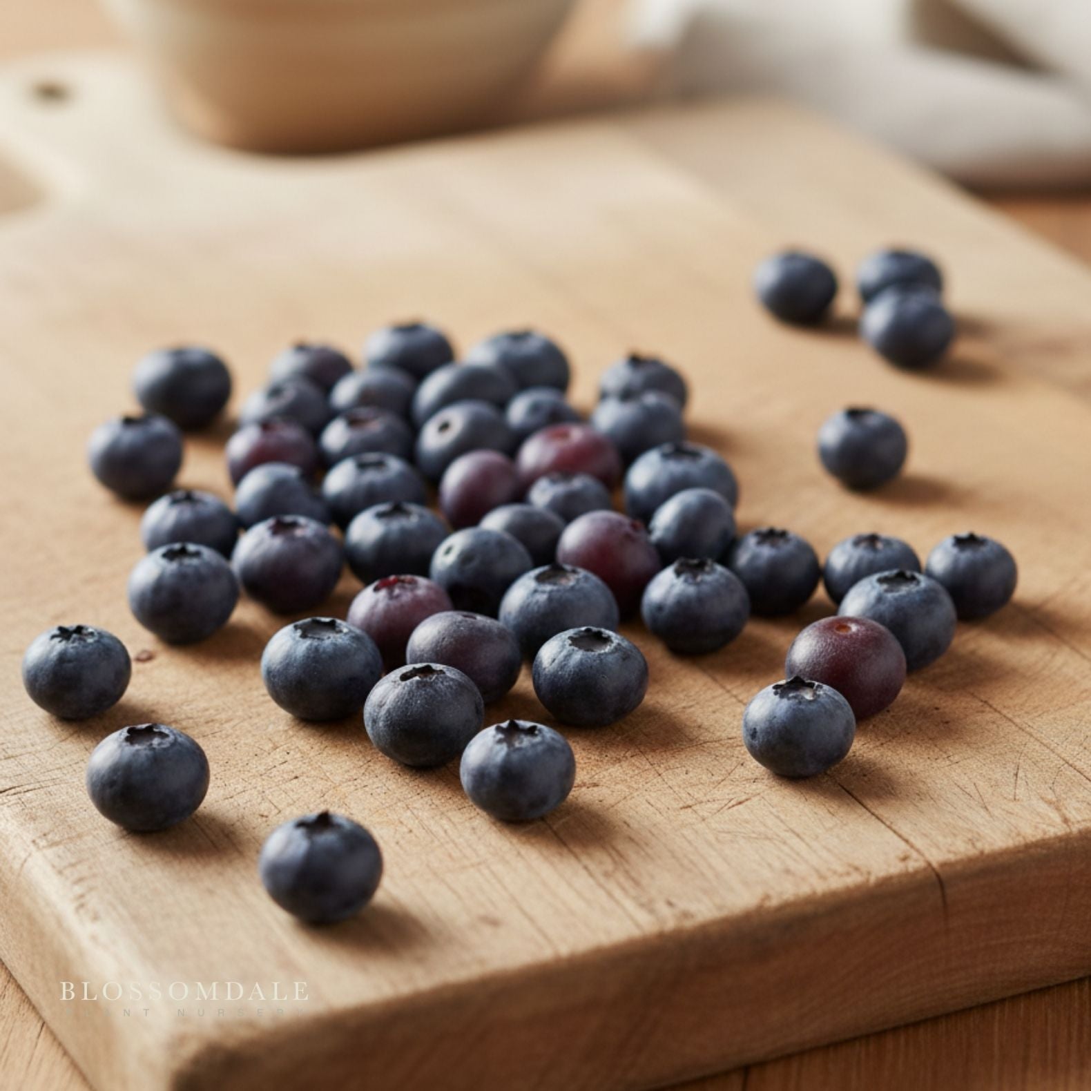 Jelly Bean Blueberry Shrub