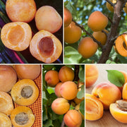Semi Dwarf 4-in-1 Apricot Tree (Tomcot, Katy, Blenheim, Flavor Delight or Royal Rosa)