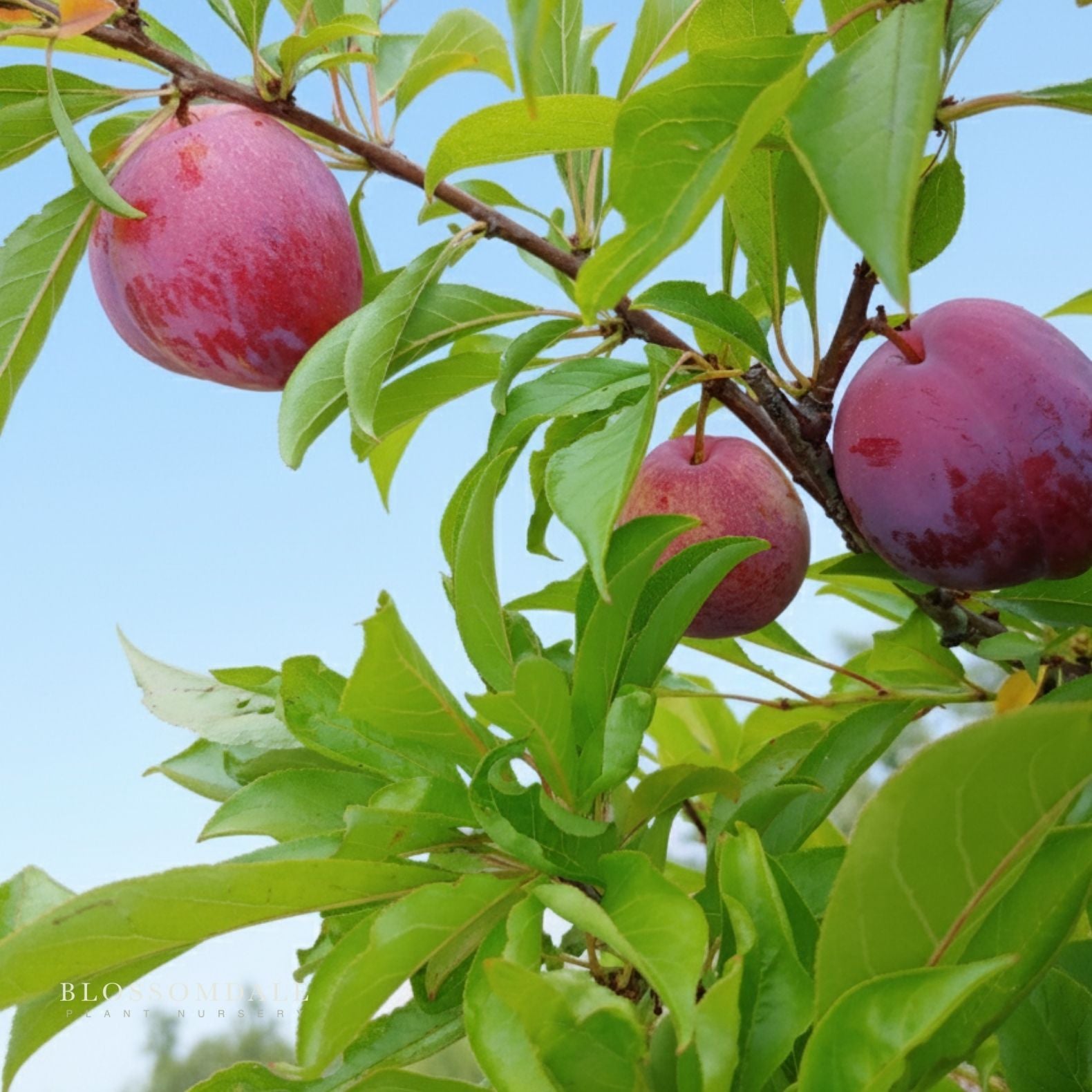 Semi Dwarf Flavor Grenade Pluot Tree (Plum & Apricot Cross)