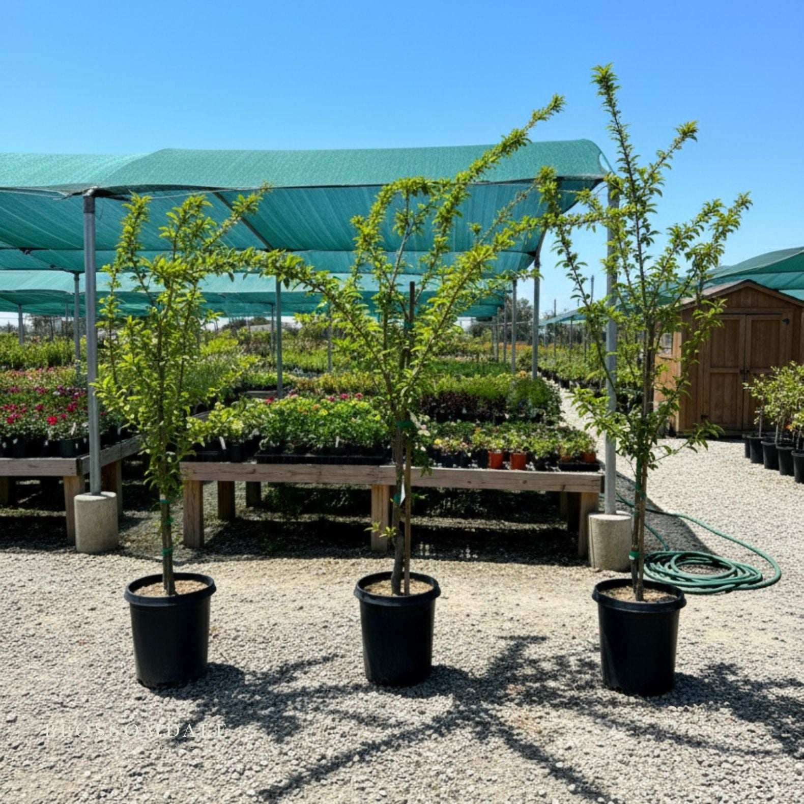 Semi Dwarf Dapple Dandy Pluot Tree (Plum & Apricot Cross)