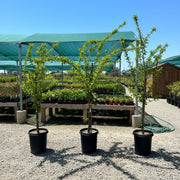 Semi Dwarf Dapple Dandy Pluot Tree (Plum & Apricot Cross)