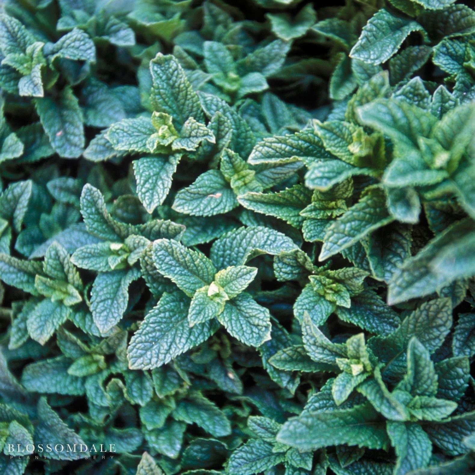 The Aromatics - Herb Bundle