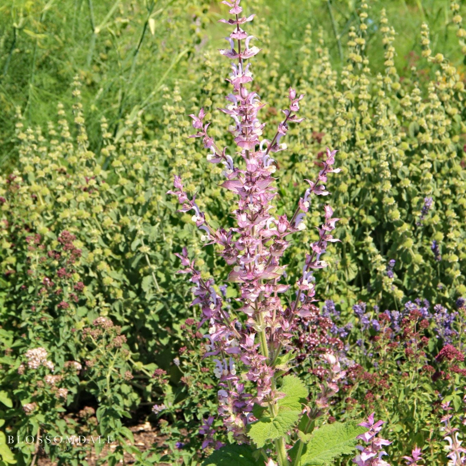 The Aromatics - Herb Bundle