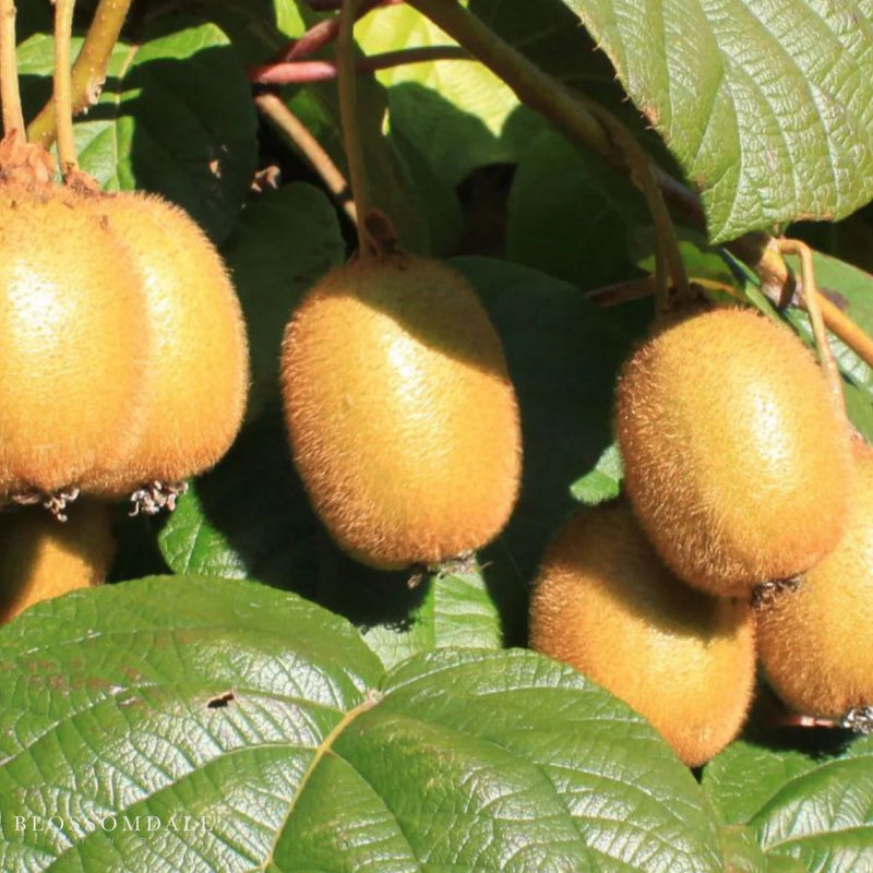 Jenny Fuzzy Kiwi Vine