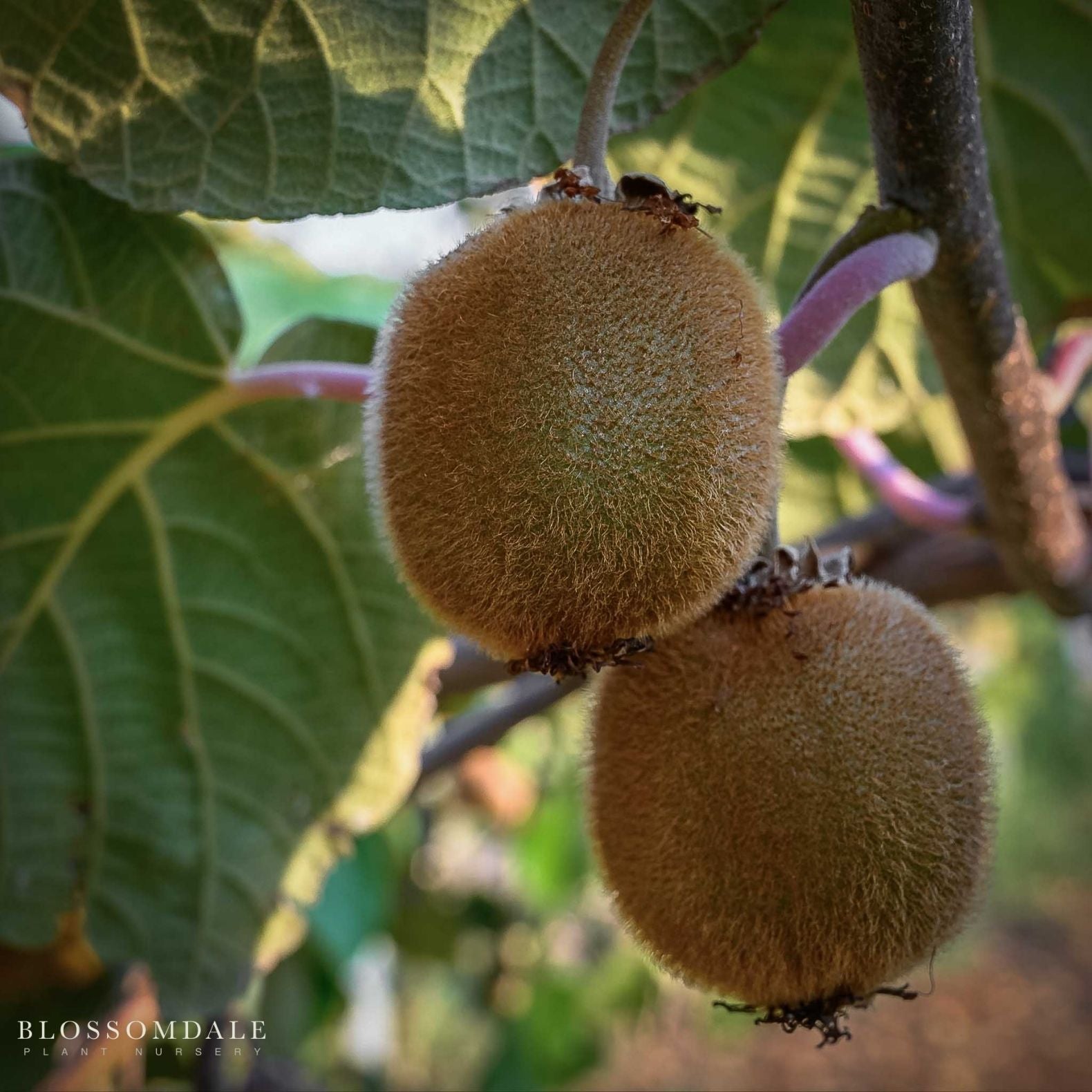 Jenny Fuzzy Kiwi Vine