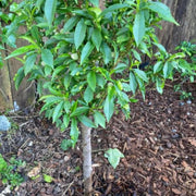 Miniature Honey Babe High Head Peach Tree