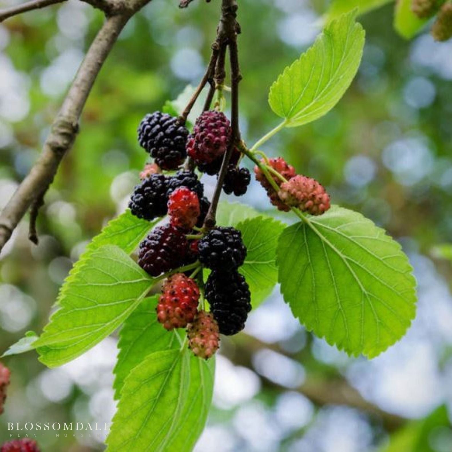 Dwarf Black Mulberry Shrub