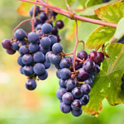 Concord Seedless Table Grape Vine