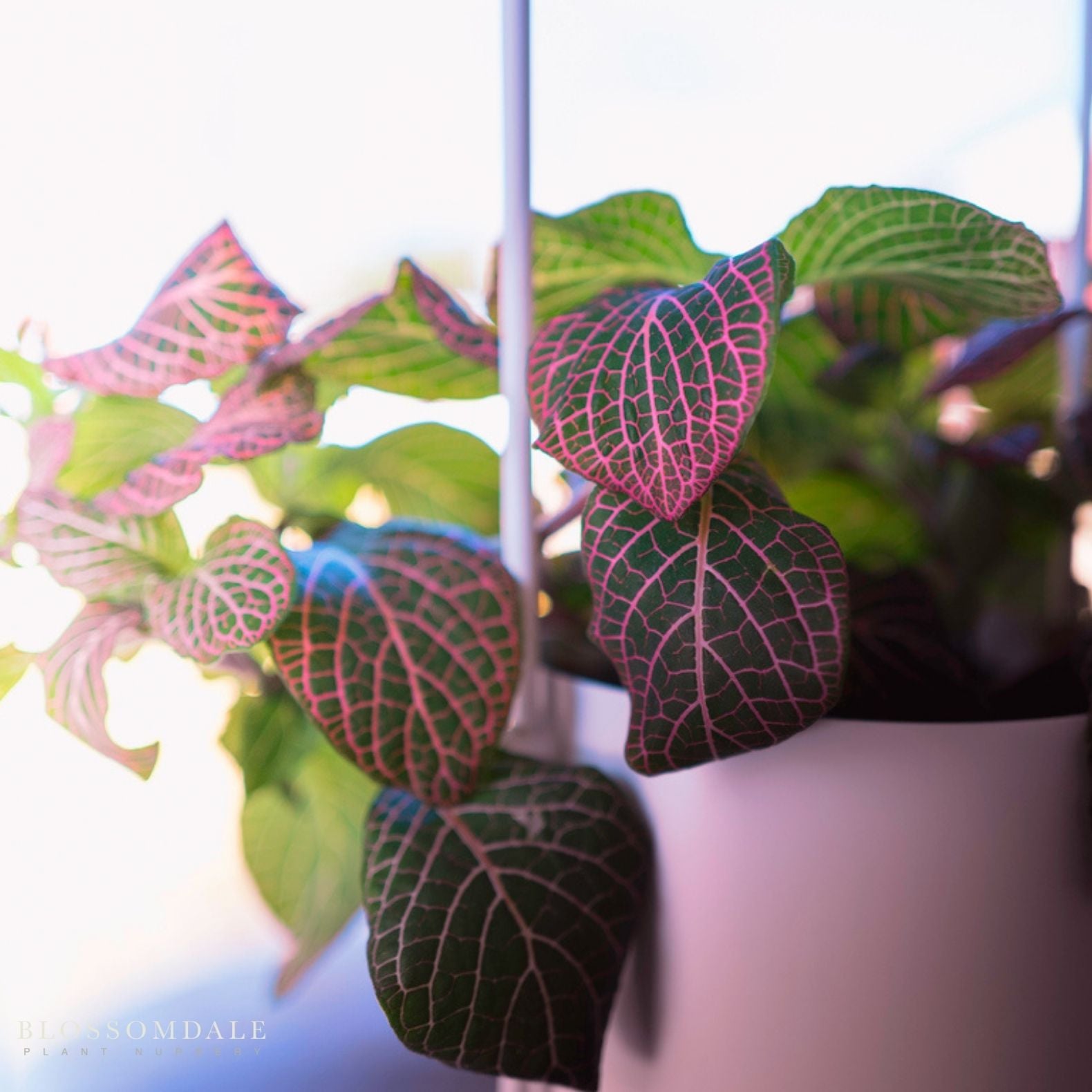Red Vein Fittonia 'Red Nerve Plant'