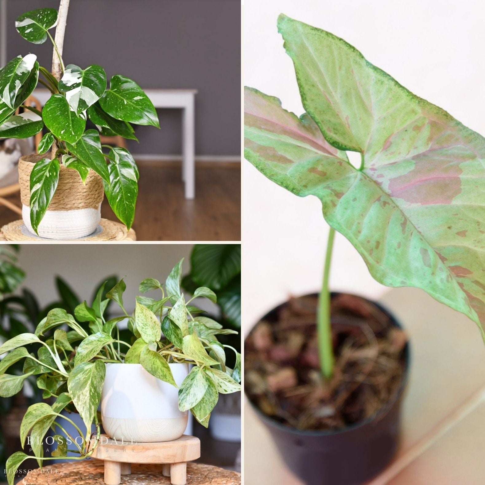 Cozy White Winter Bundle