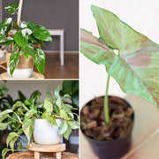 Cozy White Winter Bundle