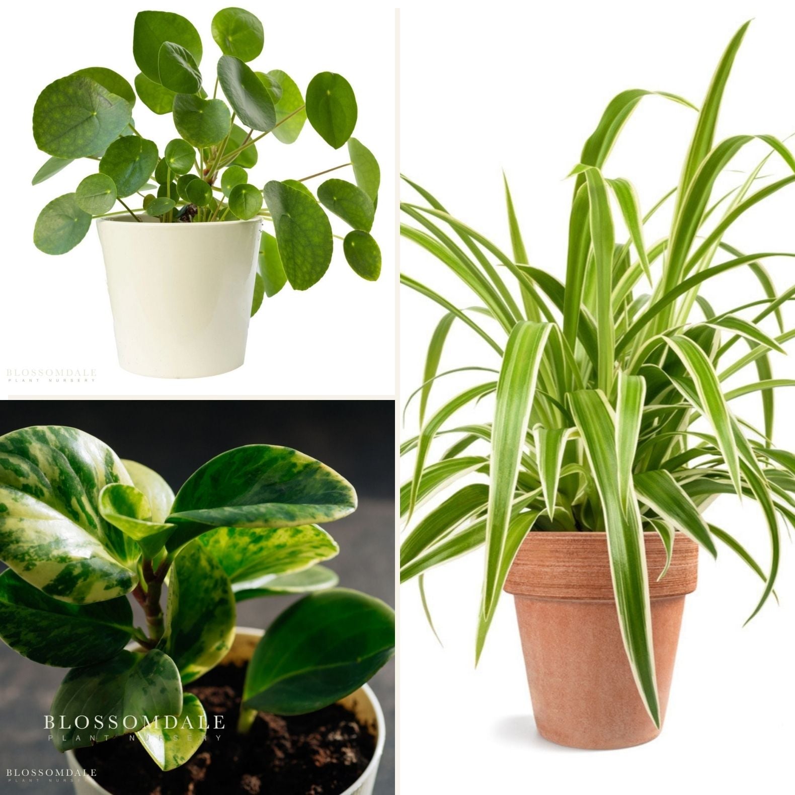 The Purrrfect Plant Bundle (Pet Friendly)