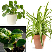 The Purrrfect Plant Bundle (Pet Friendly)