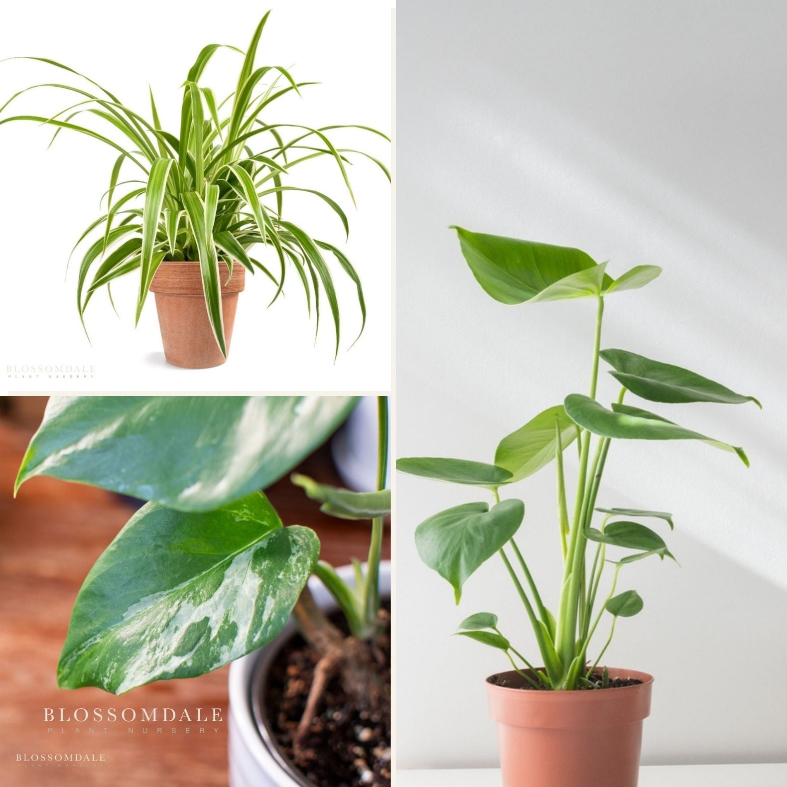 Sunday Morning Bundle (Easy Care)