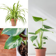 Sunday Morning Bundle (Easy Care)