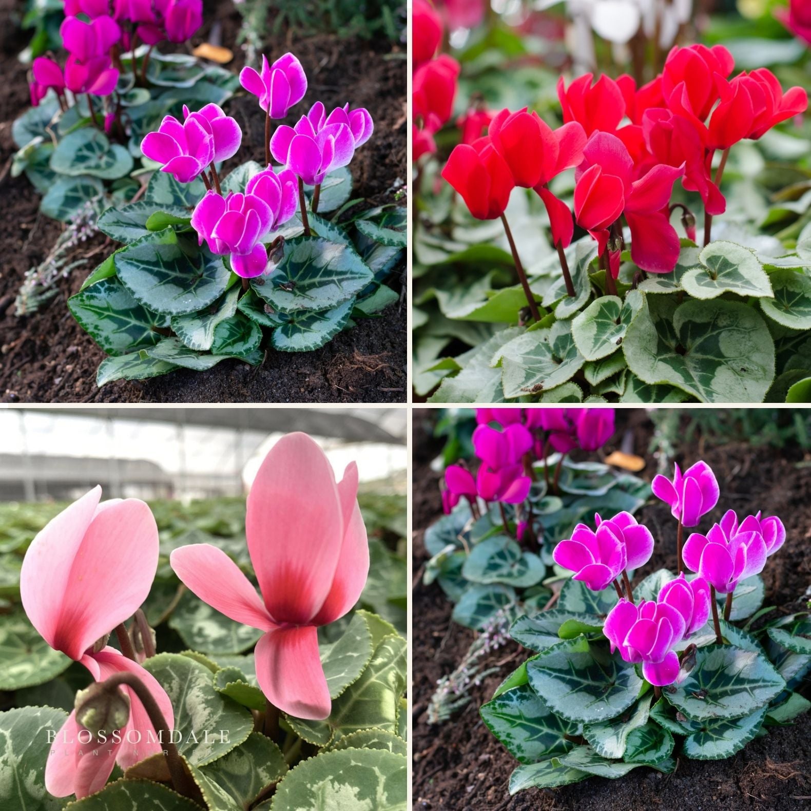 Cyclamen
