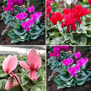Cyclamen