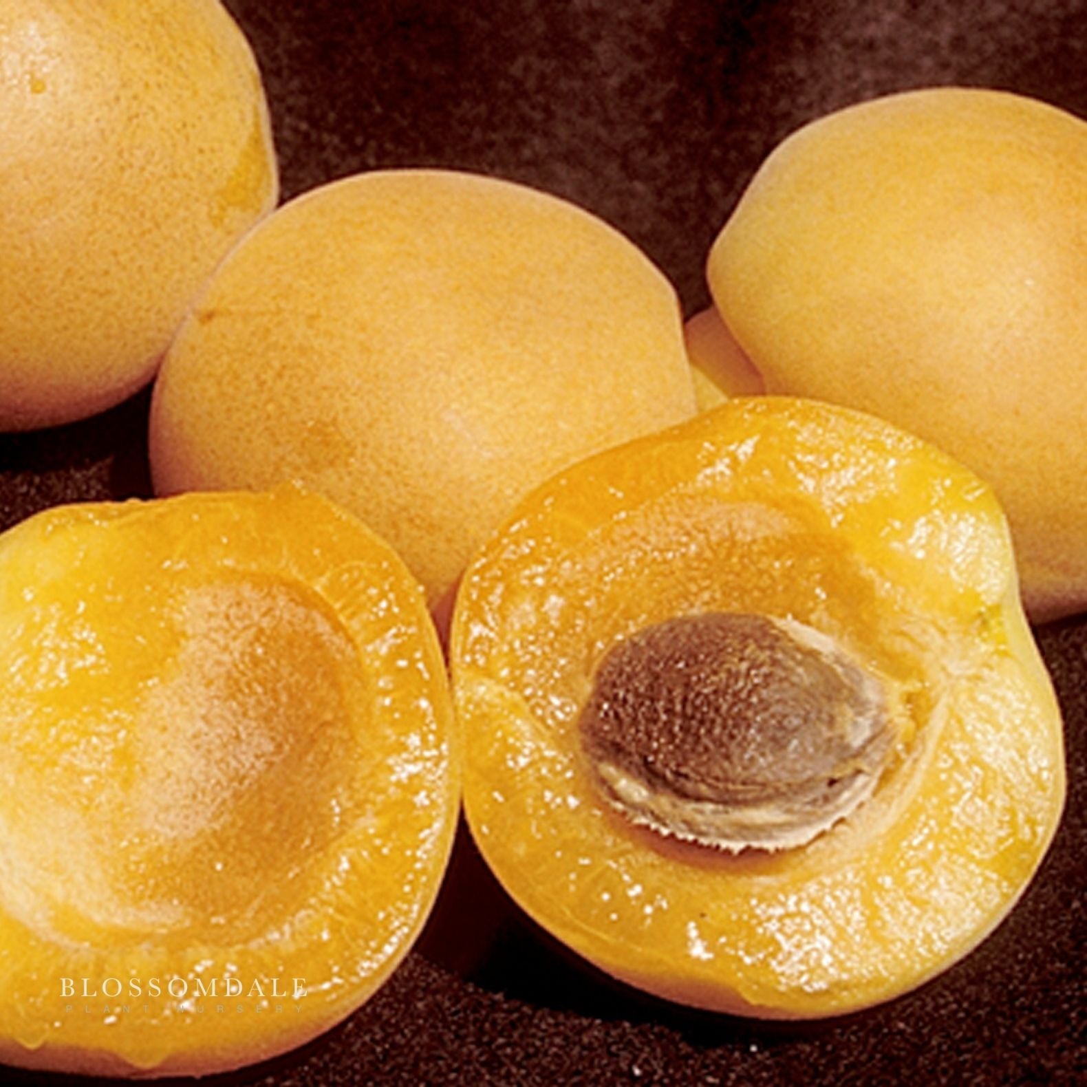 Semi Dwarf Moorpark Apricot Tree