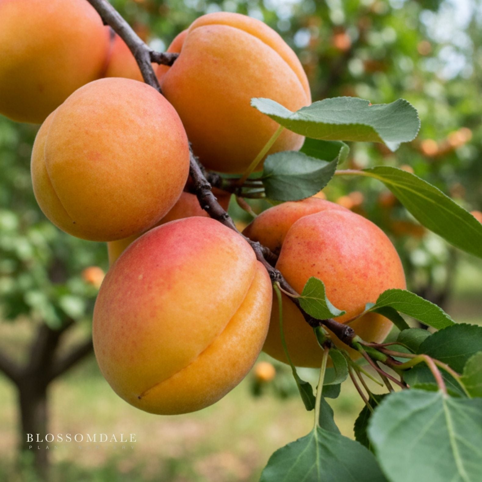 Semi Dwarf Harcot Apricot Tree - apricot tree - Blossomdale