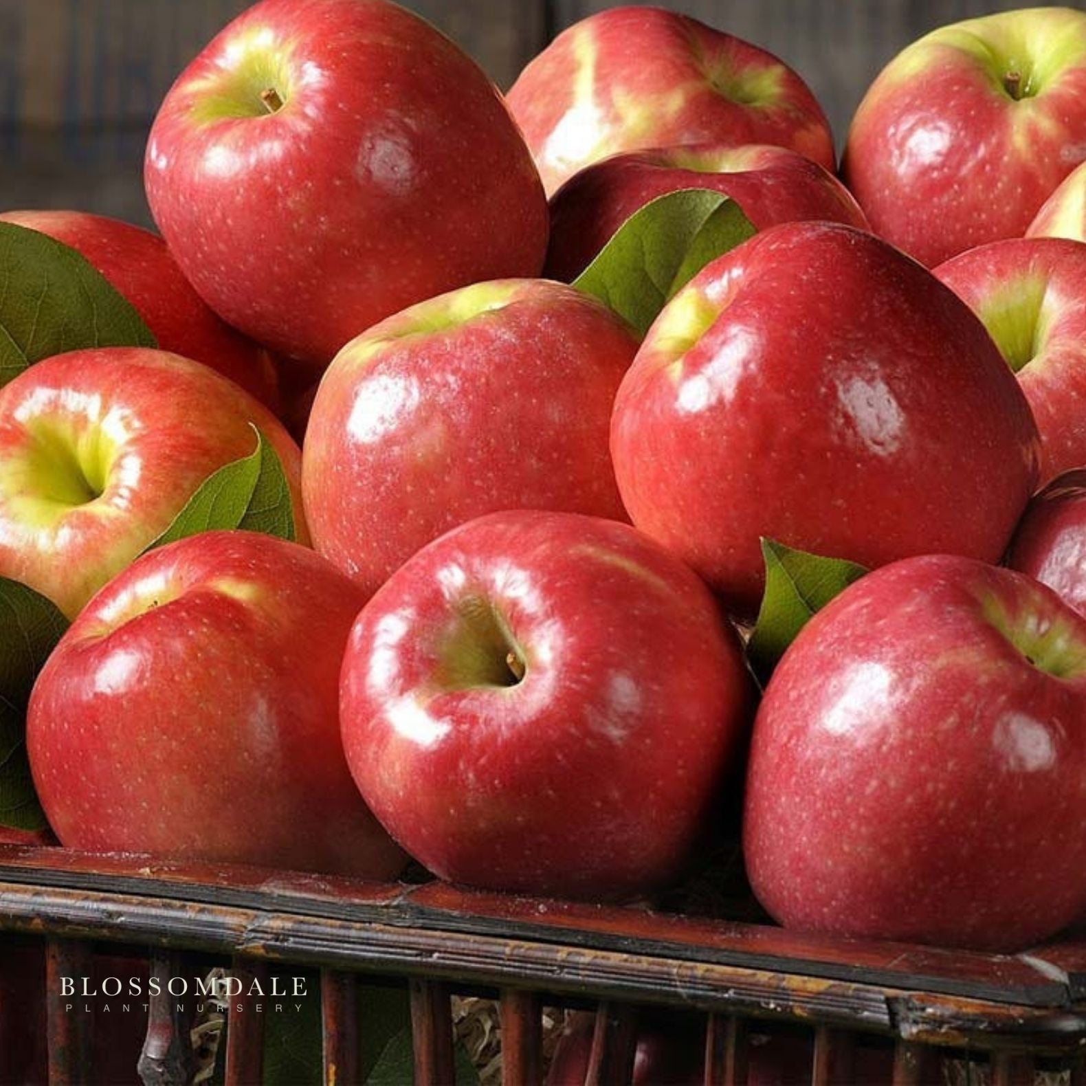 Dwarf Pink Lady Apple Tree