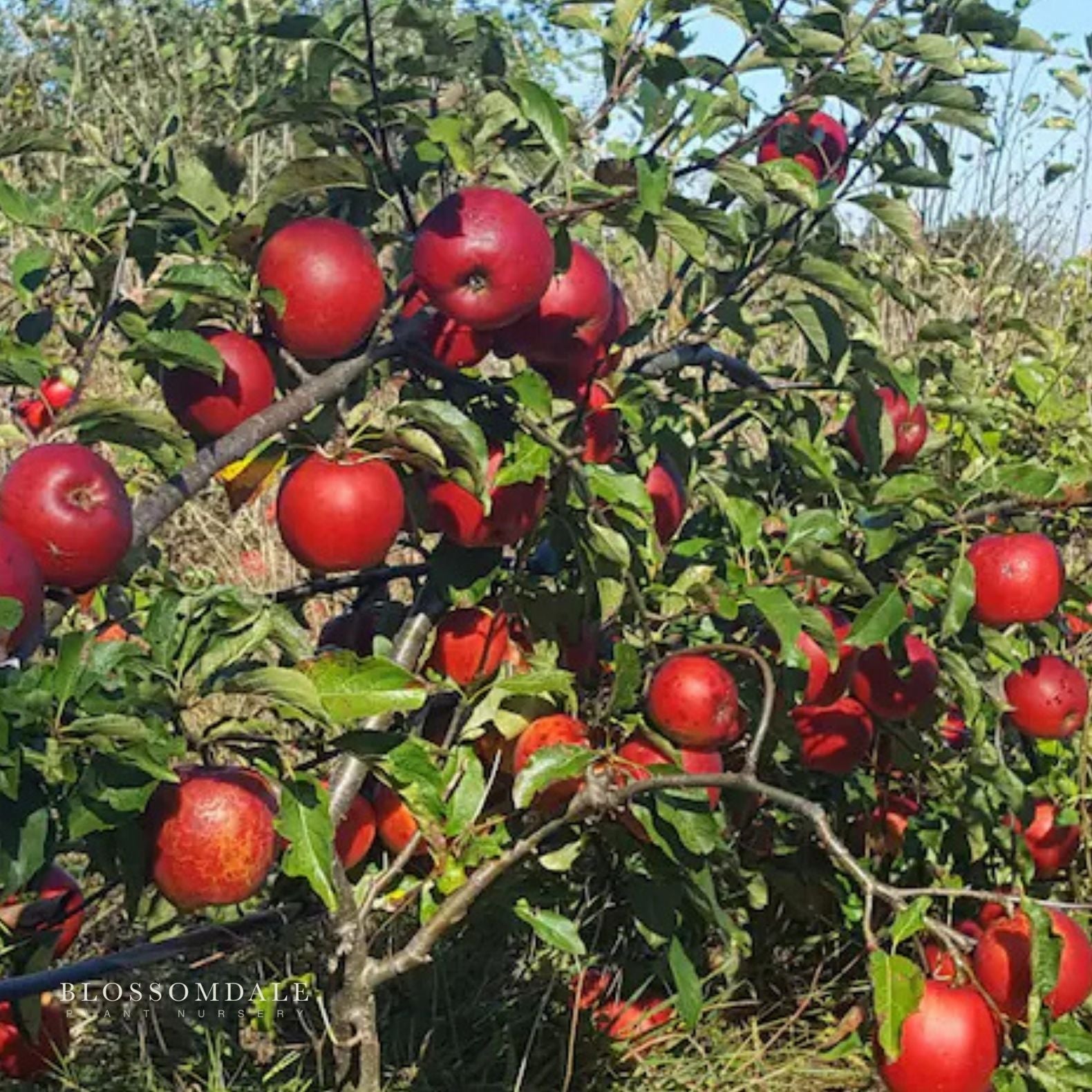 Dwarf Fuji Apple Tree