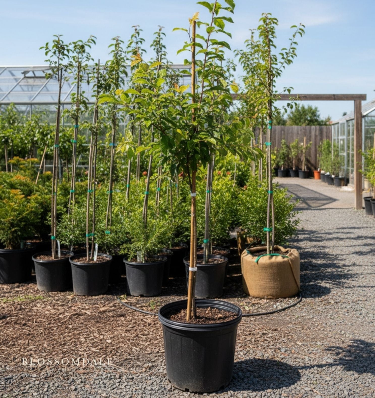 Semi Dwarf Bella Gold Peacotum Tree (Peach, Apricot and Plum Cross)