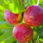 Semi Dwarf Harko Nectarine Tree