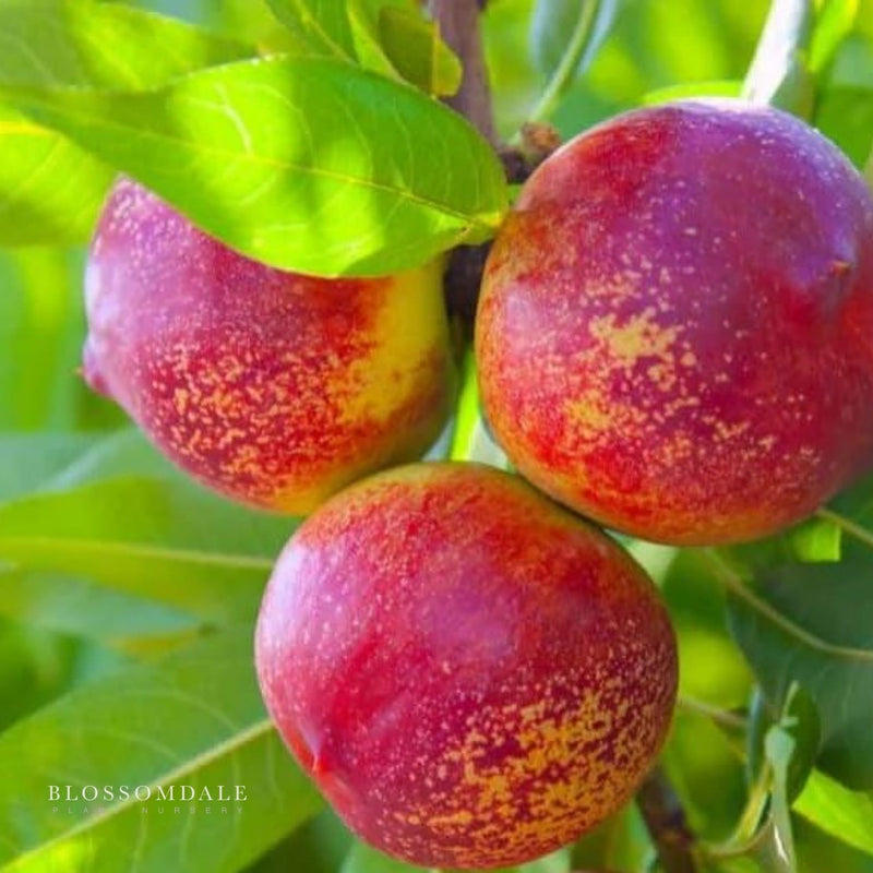 Semi Dwarf Harko Nectarine Tree