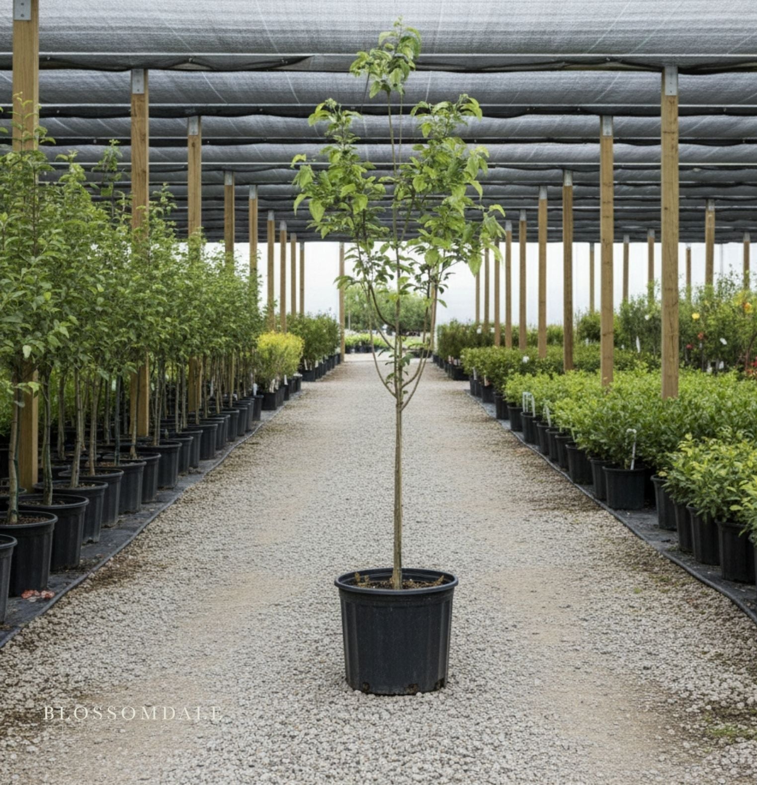 Dwarf Granny Smith Apple Tree